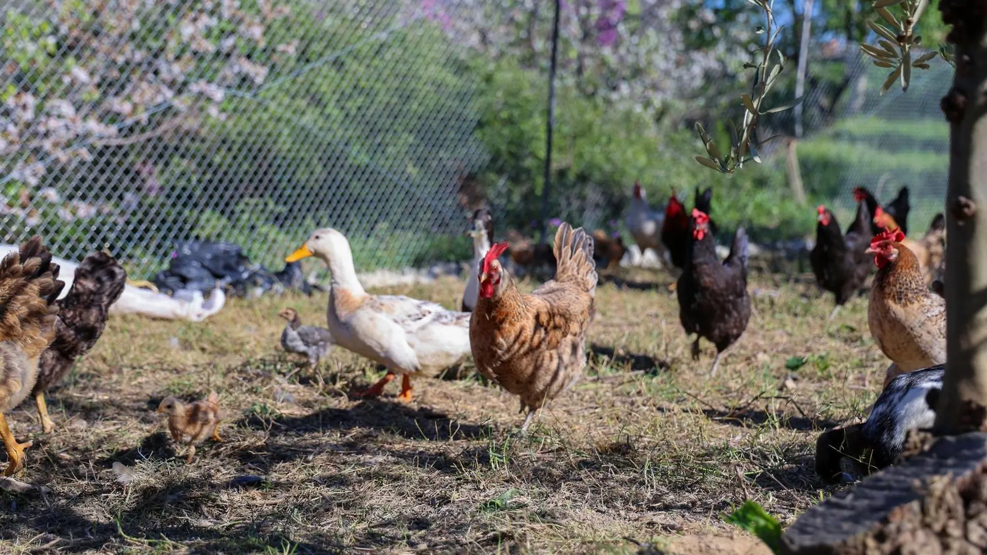 Guest house Villa Shpiragu Village Experience Berat