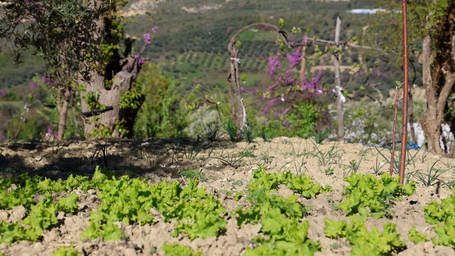 Villa Shpiragu Village Experience Berat Albania